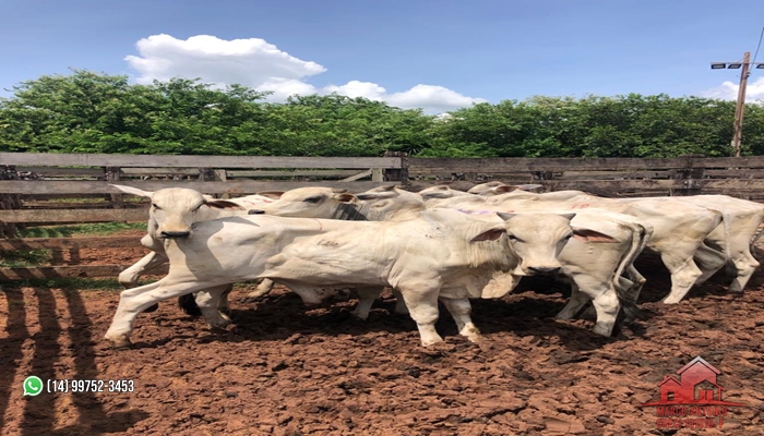 Excelente Fazenda á venda na Região de Garça-SP